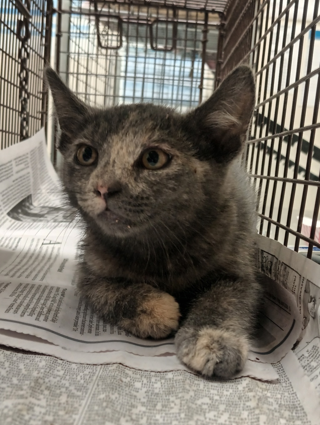 Shelter Stray Unknown Cat last seen Near J Street, San Diego, CA, 92102, El Cajon, CA 92020, USA
