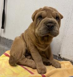 Shelter Stray Female Dog last seen E Valley Parkway, Escondido, CA, 92027, Escondido, CA 92027, USA