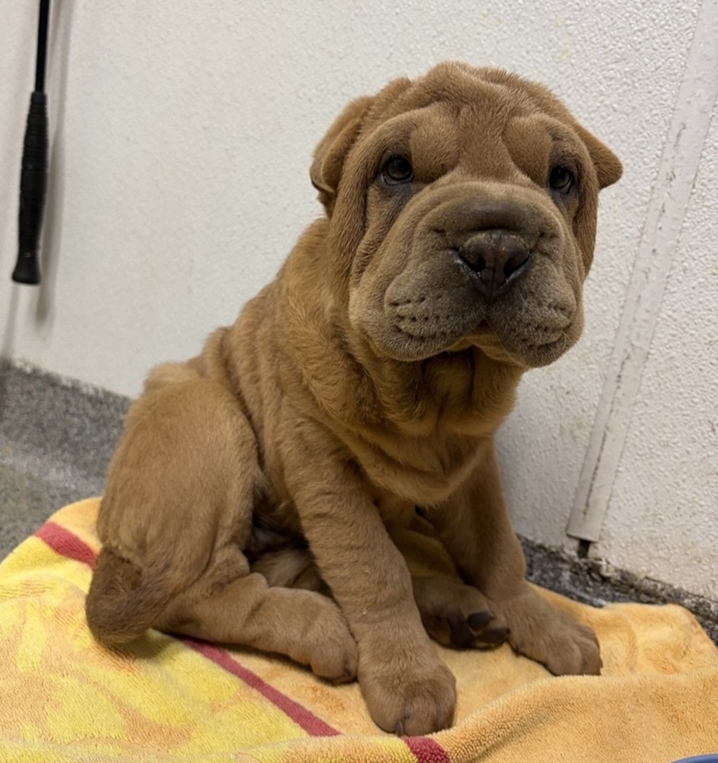 Shelter Stray Female Dog last seen E Valley Parkway, Escondido, CA, 92027, Escondido, CA 92027, USA