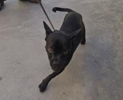 Shelter Stray Male Dog last seen Cottingham Street, Oceanside, CA, 92054, Oceanside, CA 92058, USA