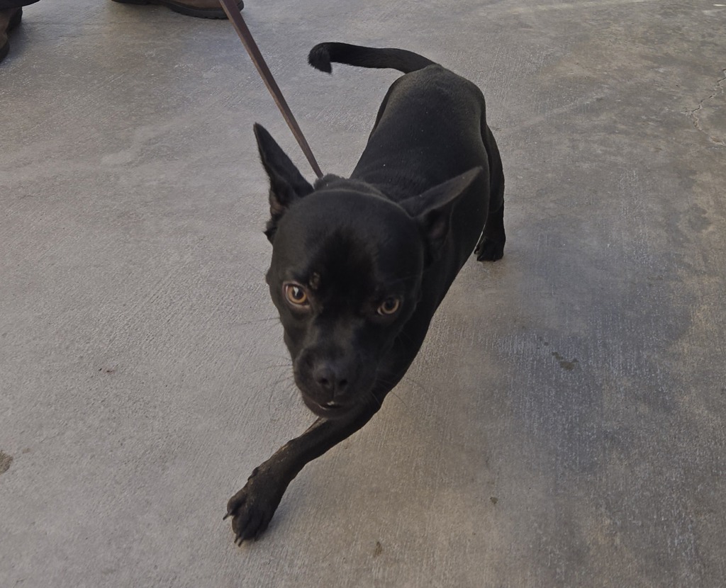 Shelter Stray Male Dog last seen Cottingham Street, Oceanside, CA, 92054, Oceanside, CA 92058, USA