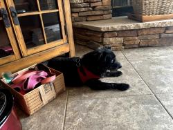 Reunited Male Dog last seen Tara and Santa Margarita Street, Spring Valley, NV 89146