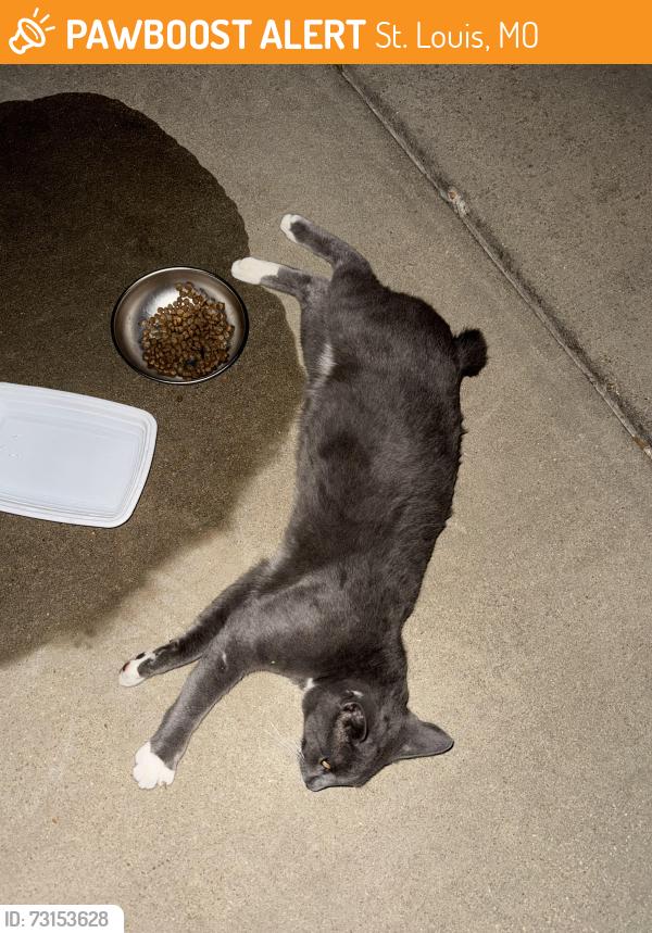 Found/Stray Male Cat last seen Near Lost Meadow Ct, St. Louis, MO 63129