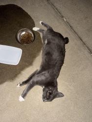 Found/Stray Male Cat last seen Near Lost Meadow Ct, St. Louis, MO 63129