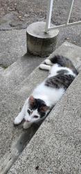 Reunited Unknown Cat last seen Broadway & 45th St., Oakland, CA 94609