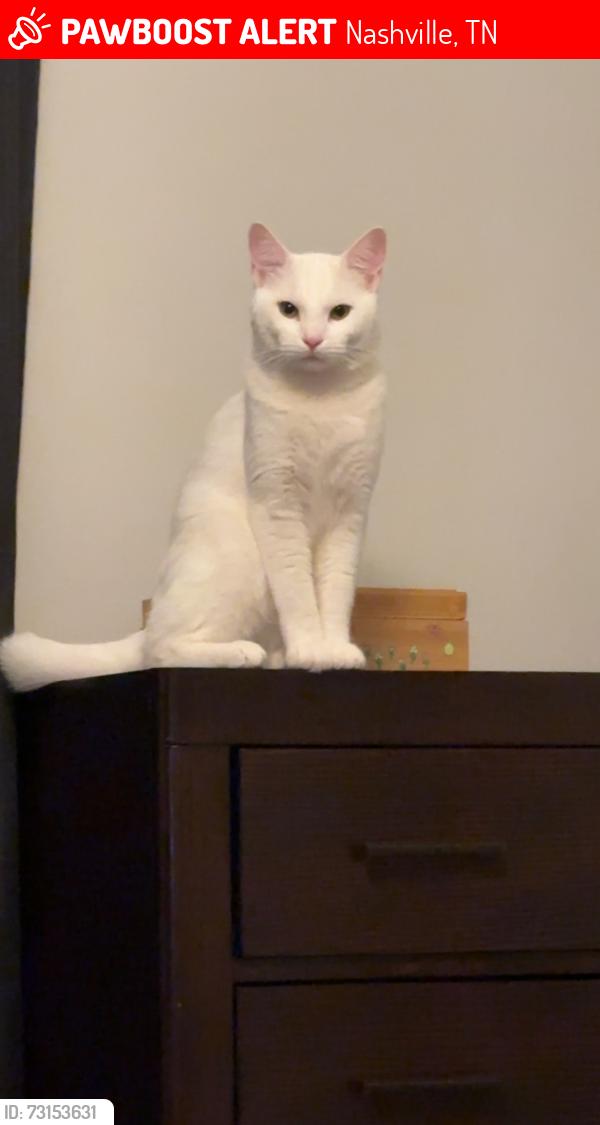 Lost Male Cat last seen McMurray Dr, brewer Dr, Nashville, TN 37211