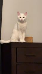 Lost Male Cat last seen McMurray Dr, brewer Dr, Nashville, TN 37211