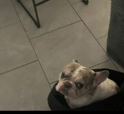 Reunited Male Dog last seen S 28th street, San Diego, CA 92113