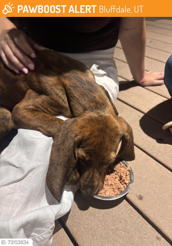 Found/Stray Female Dog last seen Redwood road, Bluffdale, UT 84065