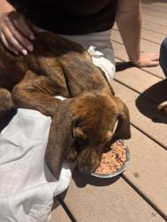 Found/Stray Female Dog last seen Redwood road, Bluffdale, UT 84065