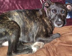 Lost Female Dog last seen Circle k of Manchester and 2nd ave, Columbus, GA 31904