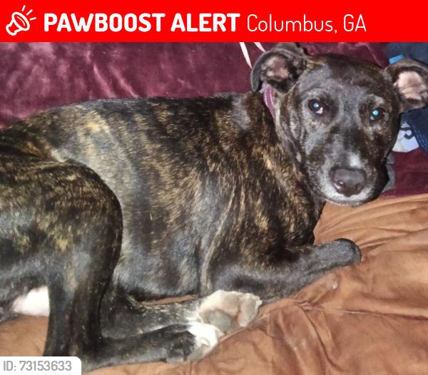 Lost Female Dog last seen Circle k of Manchester and 2nd ave, Columbus, GA 31904