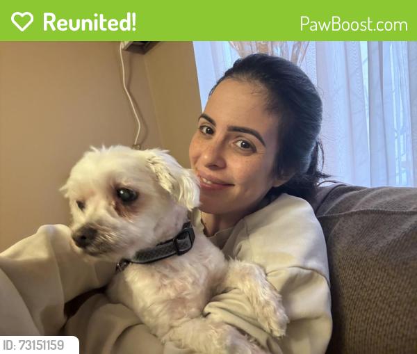 Reunited Male Dog last seen Glacier bay street, Indio, CA 92203