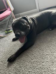 Found/Stray Male Dog last seen Gibson Creek apmts, Nashville, TN 37115