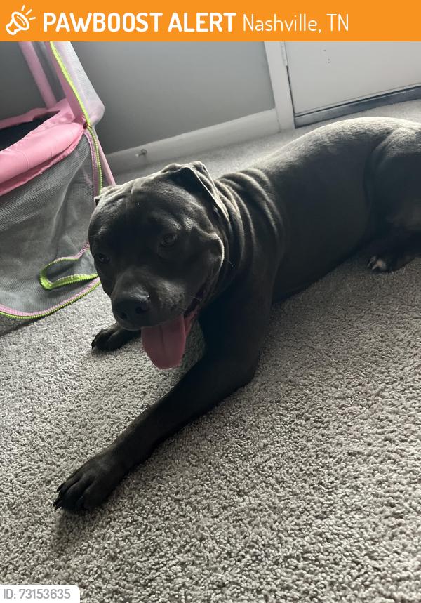 Found/Stray Male Dog last seen Gibson Creek apmts, Nashville, TN 37115