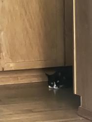 Reunited Male Cat last seen Kanaka-Retreat, Ravensdale, WA 98051