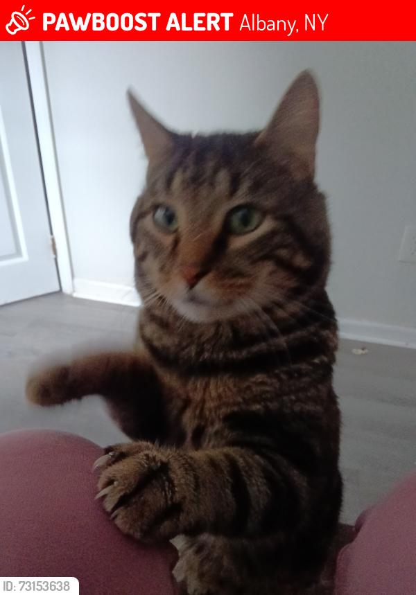 Lost Male Cat last seen Elm St near Market 32, Albany, NY 12202