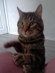 Lost Male Cat last seen Elm St near Market 32, Albany, NY 12202