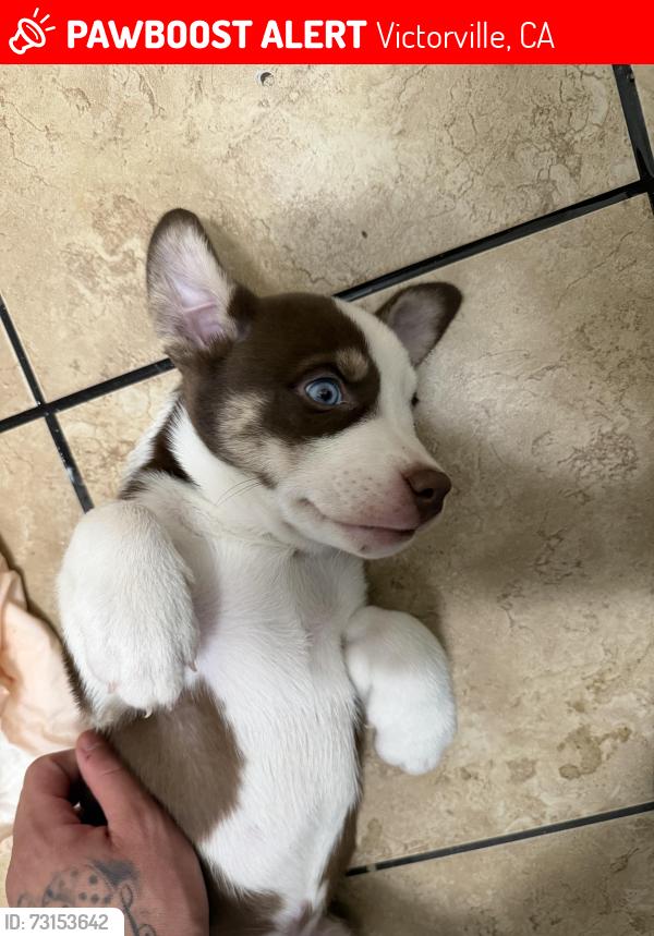 Lost Male Dog last seen Rodeo drive and 3rd avenue, Victorville, CA 92395
