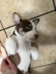 Lost Male Dog last seen Rodeo drive and 3rd avenue, Victorville, CA 92395