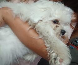 Reunited Male Dog last seen Americana Way, Sacramento, CA 95826