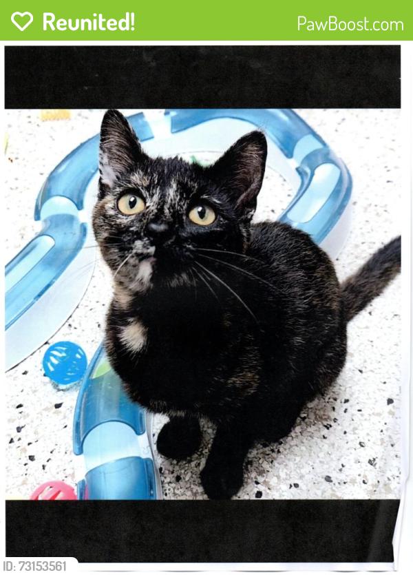 Reunited Female Cat last seen Sproul Ave, Los Angeles, CA 90064