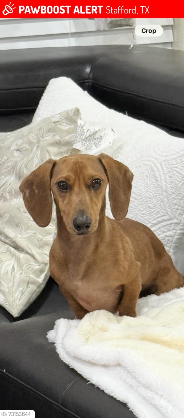 Lost Male Dog last seen Main St, Stafford, TX 77477