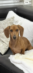 Lost Male Dog last seen Main St, Stafford, TX 77477