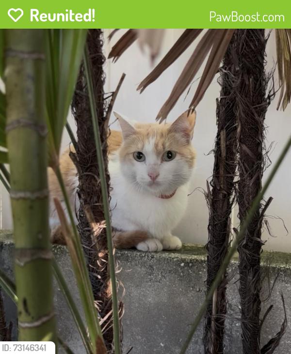 Reunited Unknown Cat last seen Backyard near El Prado and Sterling, Tampa, FL 33629