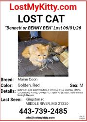 Lost Male Cat last seen Kingston rd Gershbecks, Middle River, MD 21220