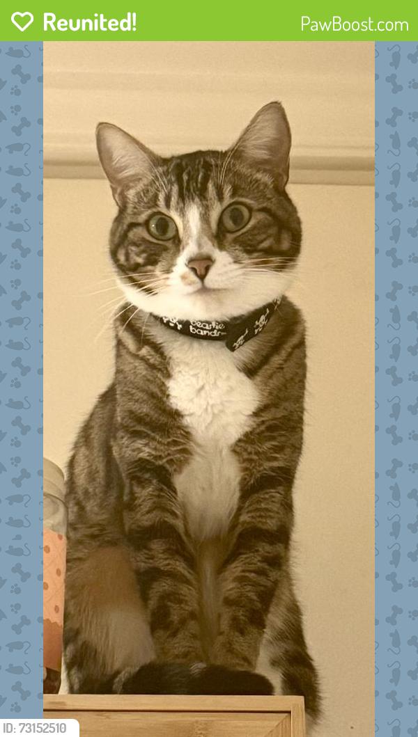 Reunited Male Cat last seen Marine & Sepulveda, Manhattan Beach, CA 90266