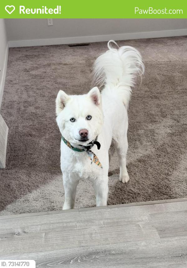 Reunited Male Dog last seen Vickers and Flintridge, Colorado Springs, CO 80918