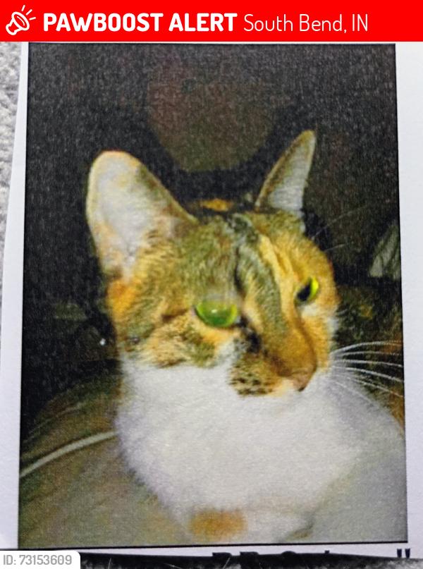 Lost Female Cat last seen Eddy & Twykenham, South Bend, IN 46615