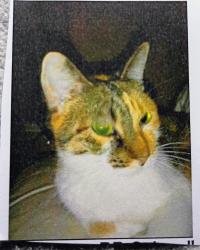 Lost Female Cat last seen Eddy & Twykenham, South Bend, IN 46615