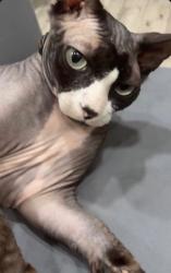 Reunited Male Cat last seen Palm and Johnson, Pembroke Pines, FL 33024