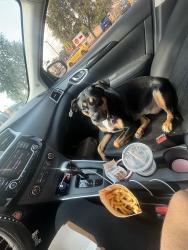 Reunited Female Dog last seen Near Telephone Rd, Houston, TX 77075, USA, Houston, TX 77075