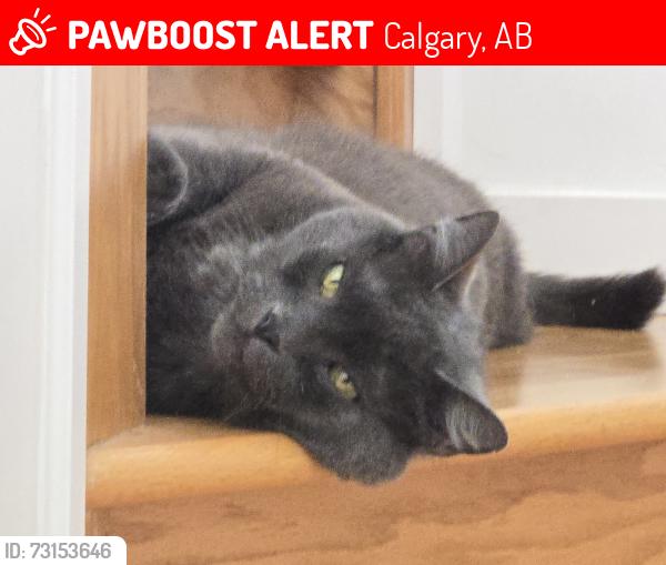 Lost Male Cat last seen McKenzie Lake se calgary alberta, Calgary, AB 