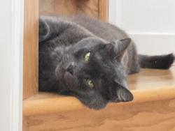 Lost Male Cat last seen McKenzie Lake se calgary alberta, Calgary, AB 