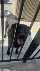Found/Stray Male Dog last seen Barton st, Riverside, CA 92508