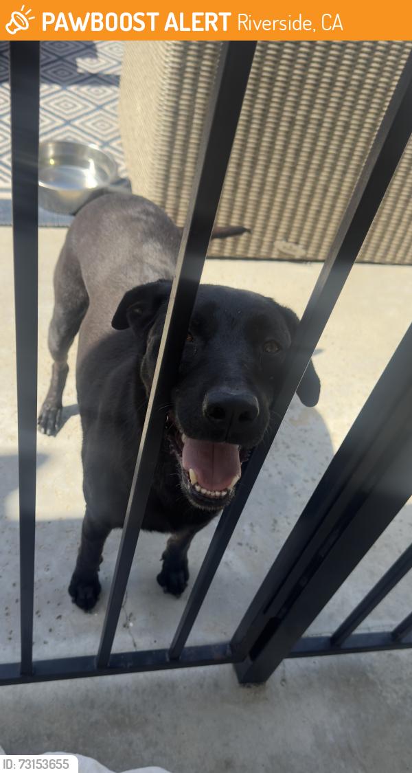 Found/Stray Male Dog last seen Barton st, Riverside, CA 92508