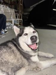 Reunited Male Dog last seen Grove View Road, San Diego, CA 92139