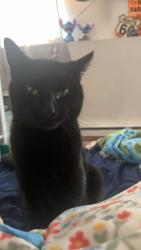 Lost Male Cat last seen mountain road near somers public library, somers public school district, Somers, CT 06071
