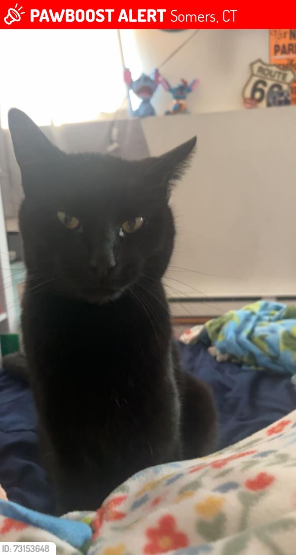 Lost Male Cat last seen mountain road near somers public library, somers public school district, Somers, CT 06071