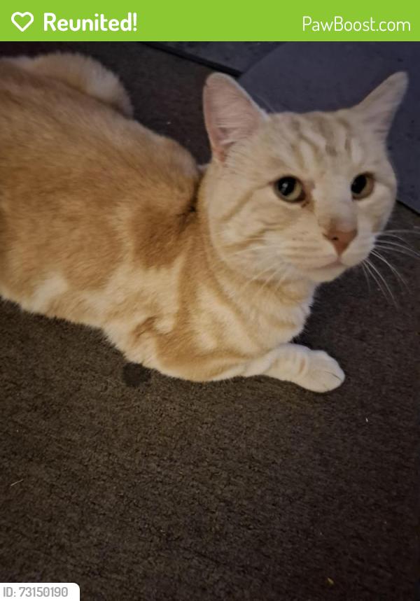 Reunited Male Cat last seen Norling Rd, Newburn Rd, Finch Crt, Walker Crst, Cassowary CrtCrs,, High Wycombe, WA 6057