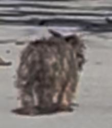 Found/Stray Unknown Dog last seen On 21st Street, headed toward S. La Brea from S. Highland, Los Angeles, CA 90016