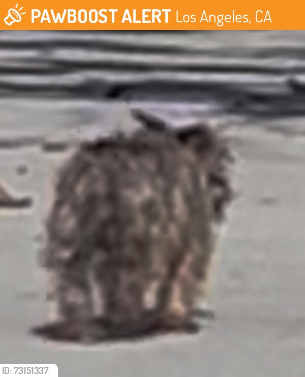 Found/Stray Unknown Dog last seen On 21st Street, headed toward S. La Brea from S. Highland, Los Angeles, CA 90016