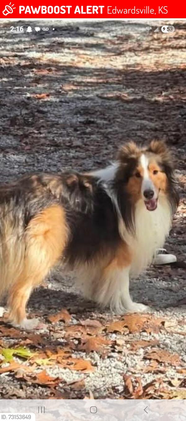Lost Male Dog last seen 2nd st, Edwardsville, KS 66111