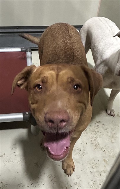 Shelter Stray Female Dog last seen Near BLOCK KERN RIVER CANYON RD, BODFISH CA 93205, 3951 Fruitvale Ave, Bakersfield, CA 93308, USA