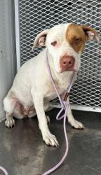 Shelter Stray Female Dog last seen Near BLOCK KERN RIVER CANYON RD, BODFISH CA 93205, 3951 Fruitvale Ave, Bakersfield, CA 93308, USA
