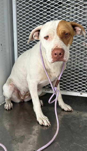 Shelter Stray Female Dog last seen Near BLOCK KERN RIVER CANYON RD, BODFISH CA 93205, 3951 Fruitvale Ave, Bakersfield, CA 93308, USA